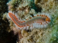 Cyprus-19-Sep-2019-George-Island-Fireworm
