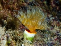 Cyprus-19-Sep-2019-George-Island-Tube-Worm