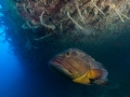 Cyprus-20-Sep-2019-Constandis-Grouper-5