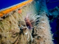 Cyprus-22-Sep-2019-Zenobia-Lionfish-2