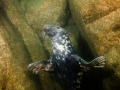 Farnes_Day1_Seal