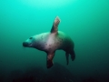 BUDC 22 Sep 2014 Farnes Dive 6 Seal A sm