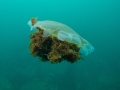 Farnes 21-Sep-2014 Dive 3 Jelly Fish sm