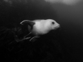 Farnes 21-Sep-2014 Dive 3 Seal E B&W sm
