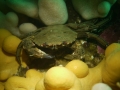 Velvet Swimming Crab on coral