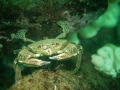 Velvet Swimming Crab