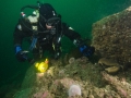 budc-20-sep-2014-farnes-dive-1-julian-crab-sm