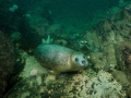 budc-20-sep-2014-farnes-dive-2-seal-b-sm