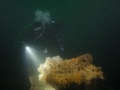 budc-22-sep-2014-farnes-dive-5-tony-m-c-sm