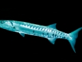 Barracuda