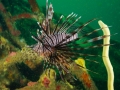 Lionfish Everywhere