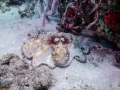 Octpus Flamingo Reef