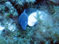 img_0628-n-moray-eel