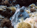 img_0689-octopus2