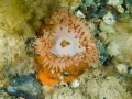 Inner-Mulberry-Dahlia-Anemone
