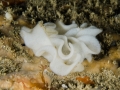 Inner-Mulberry-Nudibracnh-Eggs