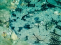 Inner-Mulberry-Ray