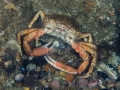 Inner-Mulberry-Spider-Crab