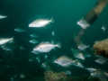 Sapper-Fish