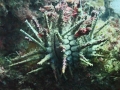 Urchin