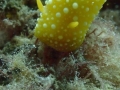 Yellow-nudibranch