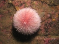 IMG_7704 Sea urchin