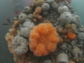 IMG_7754 anemones