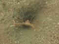 IMG_7775 shrimp