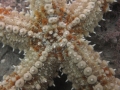 IMG_7795 spiny star fish
