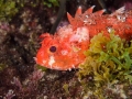 Malta-Scorpion-Fish