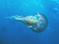 Malta-jellyfish