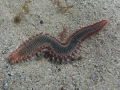 img_4166-fire-worm-2-copy-copy