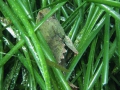 img_4189-grass-and-green-scorpion