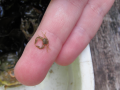 baby-crab