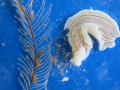flatworm