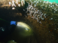 conger-eel