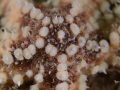 starfish
