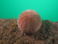 urchin