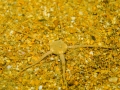 BrittleStar
