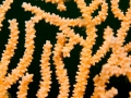 Gorgonian