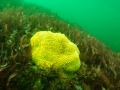 Sponge_02