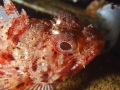 Portugal 6-Sep-2015 Scorpion_Fish