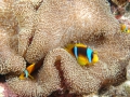 a-anamone-fish