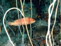 a-coral-trout