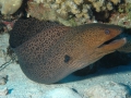 a-moray