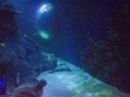 Sm-Skegness Aquarium P_14