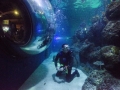 Sm-Skegness Aquarium P_19