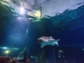 Sm-Skegness Aquarium P_21