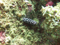 020313-4-heian-maru