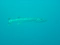 020413-2-39-fujikawa-maru